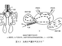 邱博士談武學(xué)：武術(shù)中的閉氣與踵息、胎息
