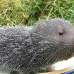 養(yǎng)殖竹鼠需要辦證嗎？養(yǎng)殖竹鼠都要辦什么證？