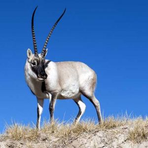 藏羚是否可以人工養(yǎng)殖？養(yǎng)殖藏羚羊需要辦理哪些資質(zhì)？