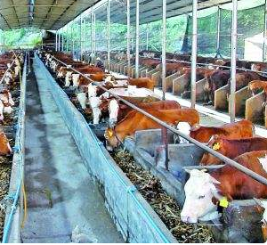 開辦養(yǎng)殖場需要什么資質(zhì)？國家有什么補貼？