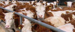 養(yǎng)殖肉牛、毛驢需要辦什么證？在哪里辦理？