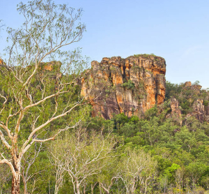 承包村里的荒地種樹是否可以辦理林權(quán)證？具體辦理流程是什么？