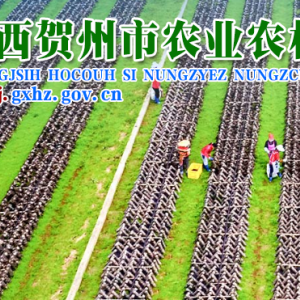 賀州市農(nóng)業(yè)農(nóng)村局各部門(mén)負(fù)責(zé)人和聯(lián)系電話(huà)