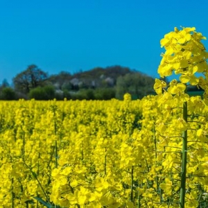 無為市嚴(yán)橋鎮(zhèn)綜合行政執(zhí)法大隊