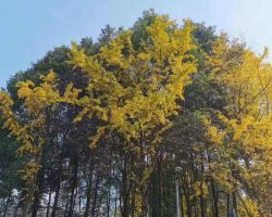 陳姣(金融服務(wù)顧問)