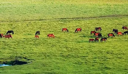 圍場(chǎng)滿族蒙古族自治縣黃土坎鄉(xiāng)人民政府