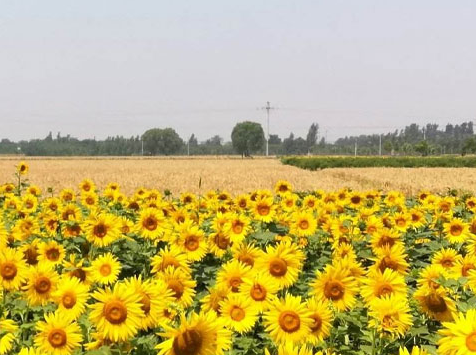 巨鹿縣巨鹿鎮(zhèn)人民政府