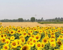 巨鹿縣巨鹿鎮(zhèn)人民政府