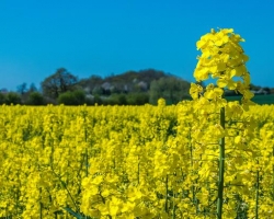 無為市嚴(yán)橋鎮(zhèn)人民政府